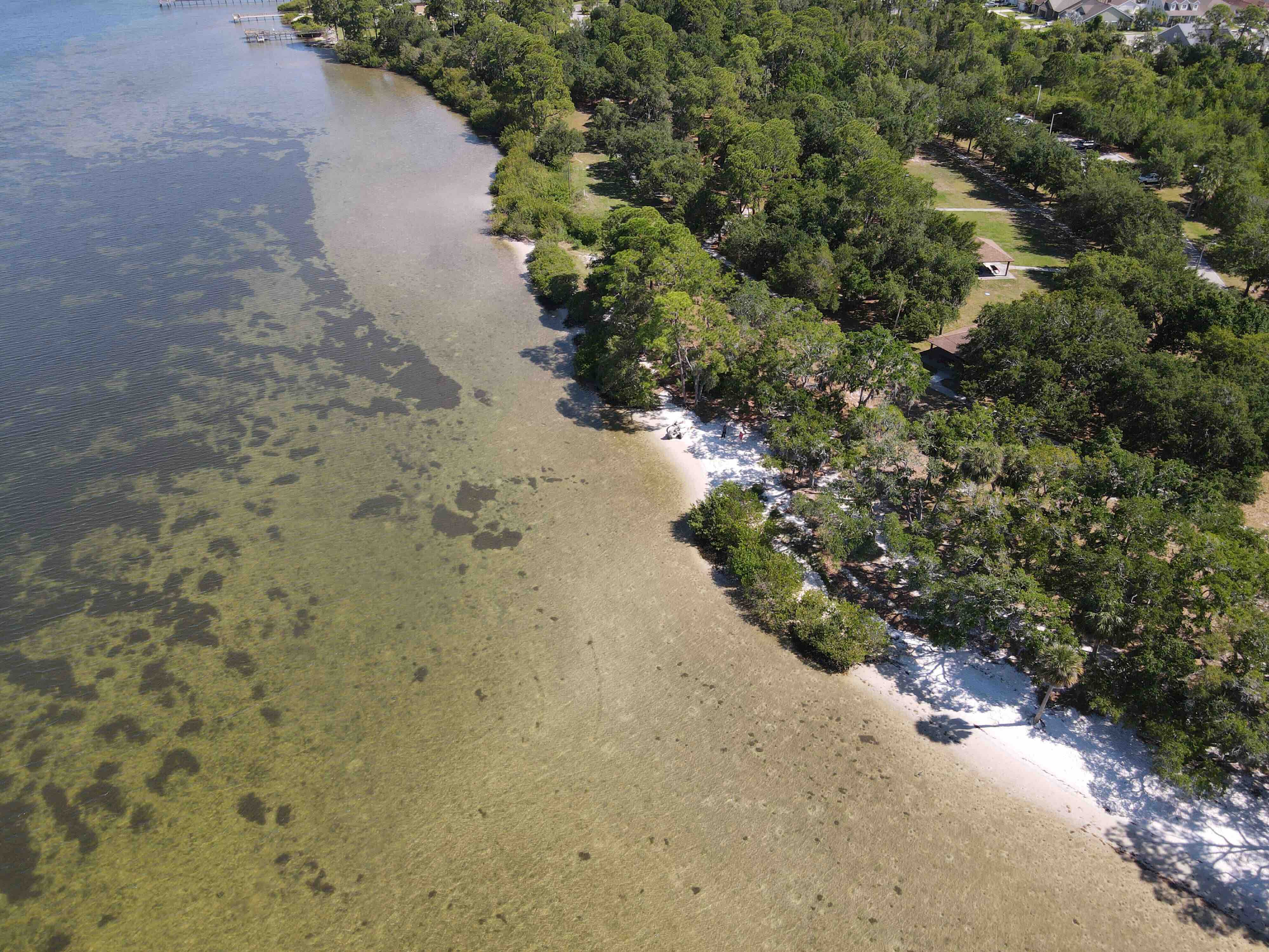 Aerial view of Oldsmar with a green-clear shoreline and lush trees along with trees lining the shore and the water displaying a green/clear color.