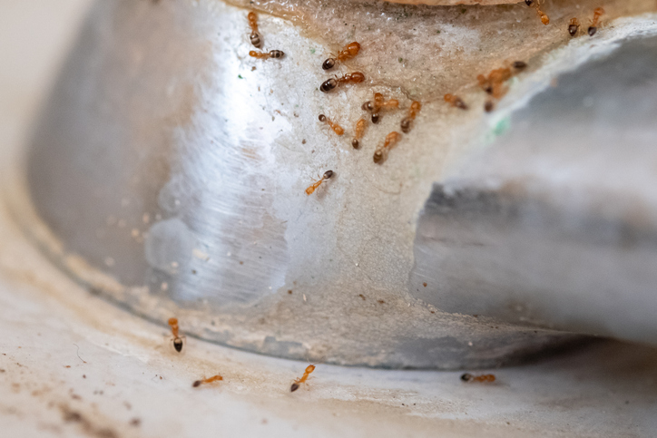 Ghost ants crawling across a metal surface near a Feathersound, FL home